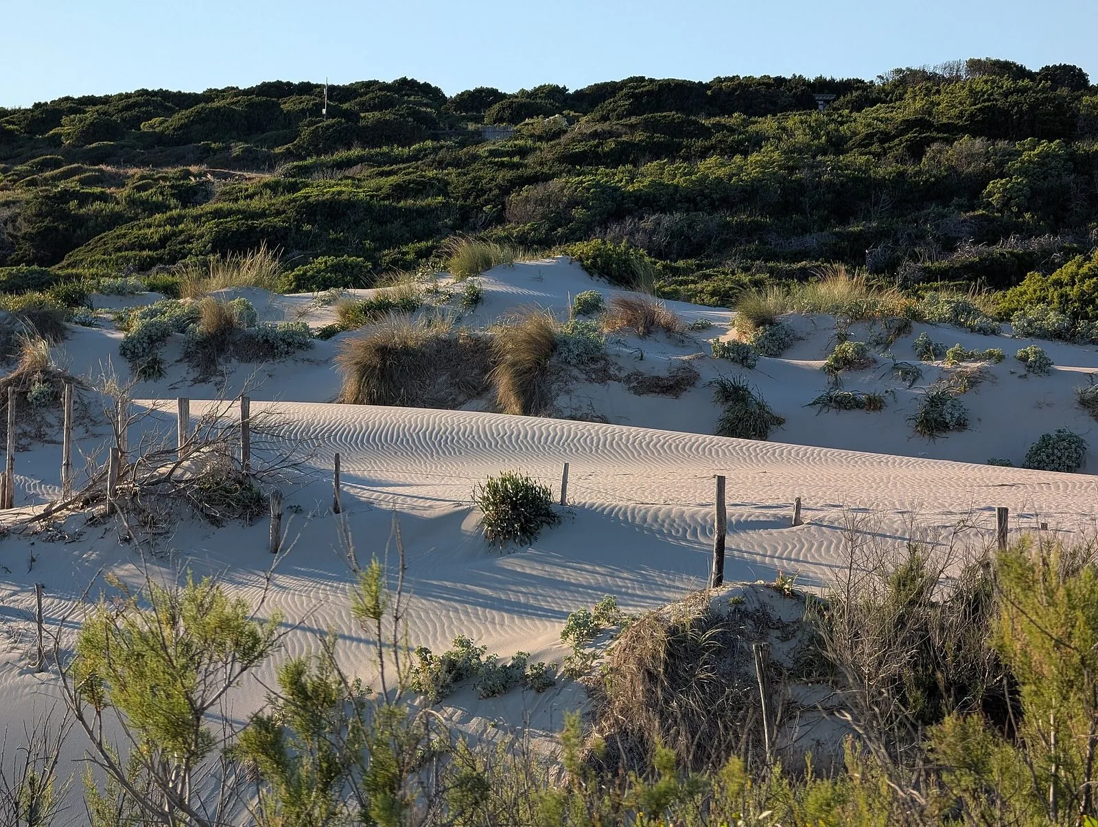 Le dune di sabbia bianca della spiaggia di Rena Majore con la macchia mediterranea